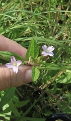 Epilobium ciliatum