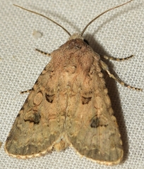 Anarta sodae