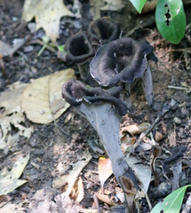 Craterellus fallax