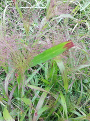 Panicum