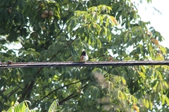 Pipilo erythrophthalmus