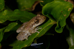 Scinax fuscovarius