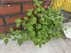 Solanum sarrachoides