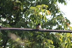 Pipilo erythrophthalmus