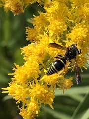 Ancistrocerus antilope
