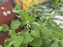 Solanum sarrachoides
