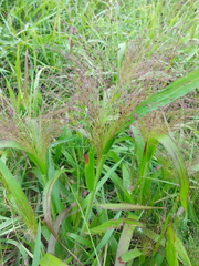 Panicum