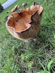 Lactarius psammicola