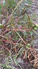 Stillingia texana
