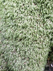 Homalia trichomanoides