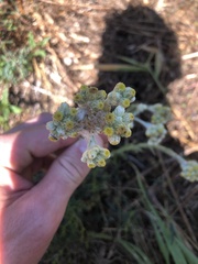 Pseudognaphalium stramineum