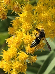 Ancistrocerus antilope