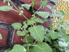 Solanum sarrachoides