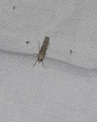 Agriphila geniculea