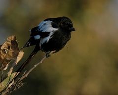 Lanius melanoleucus