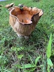 Lactarius psammicola