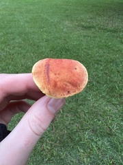 Hortiboletus rubellus