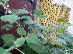 Solanum sarrachoides