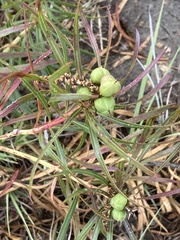 Stillingia texana