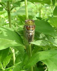 Megatibicen pronotalis