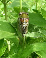 Megatibicen pronotalis