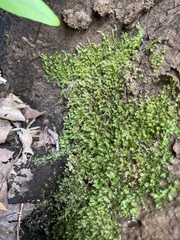Fissidens