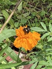 Bombus fraternus