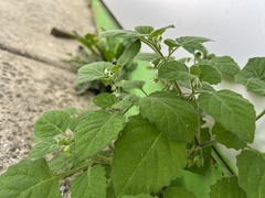 Solanum sarrachoides