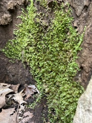 Fissidens