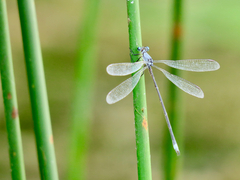 Lestes