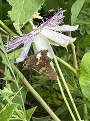 Passiflora incarnata