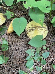 Suillus americanus
