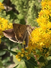 Anagrapha falcifera