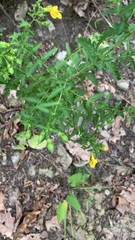 Aureolaria pedicularia