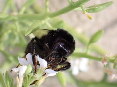 Bombus lapidarius