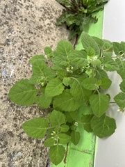 Solanum sarrachoides