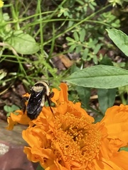 Bombus fraternus