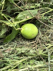 Passiflora incarnata