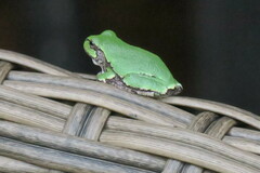 Hyla versicolor