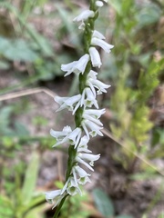 Spiranthes lacera