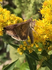 Anagrapha falcifera
