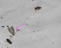 Acentria ephemerella