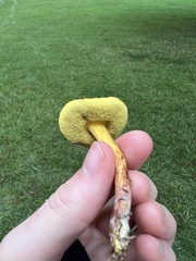 Hortiboletus rubellus