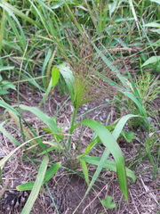 Panicum