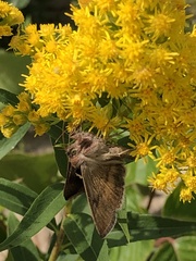 Anagrapha falcifera