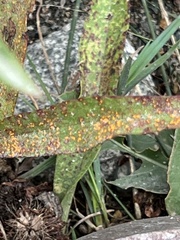 Coleosporium