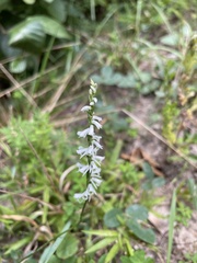 Spiranthes lacera