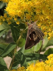 Anagrapha falcifera