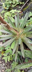 Agave microceps