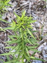 Euthamia leptocephala